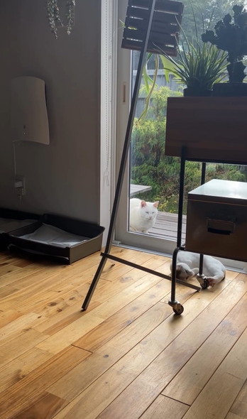 子猫を見守る猫