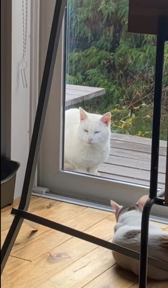 子猫を見守る猫