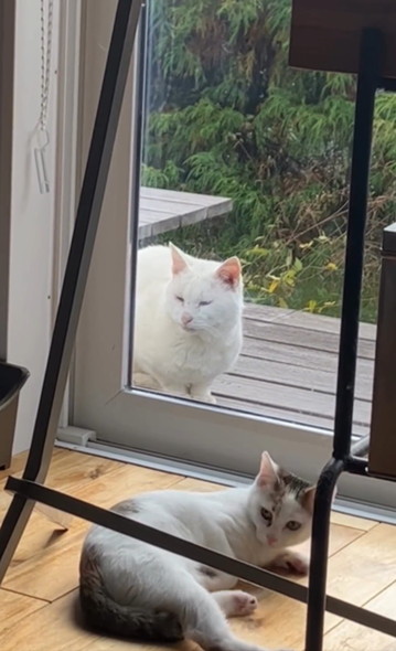 子猫を見守る猫