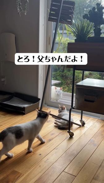 子猫を見守る猫