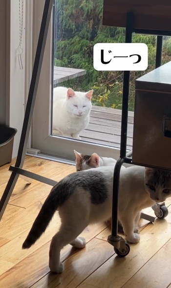 子猫を見守る猫