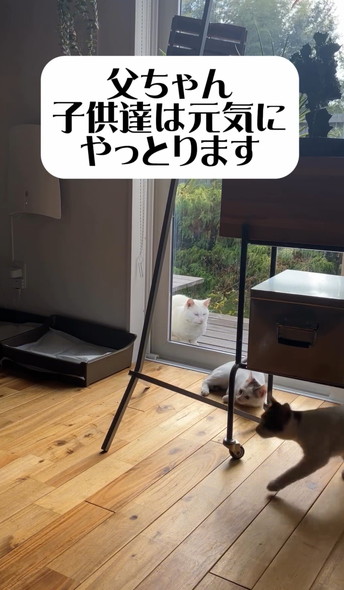 子猫を見守る猫