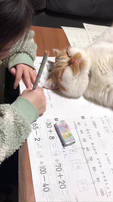 宿題の上で眠る猫