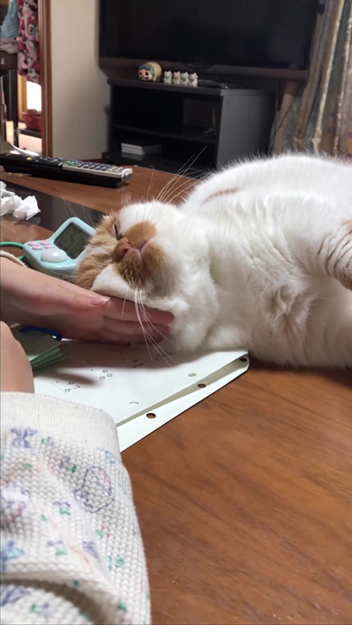 宿題の邪魔しながら眠る猫