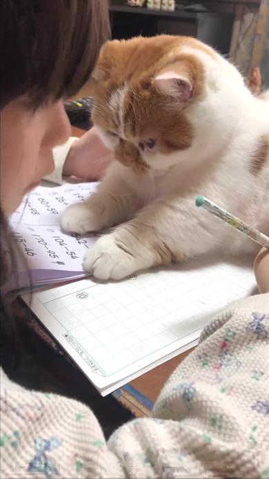 宿題を教える猫