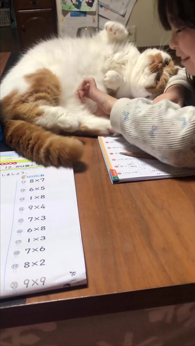 おなかをさわられる猫