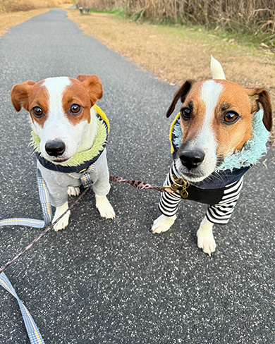 お散歩する2匹のワンコ