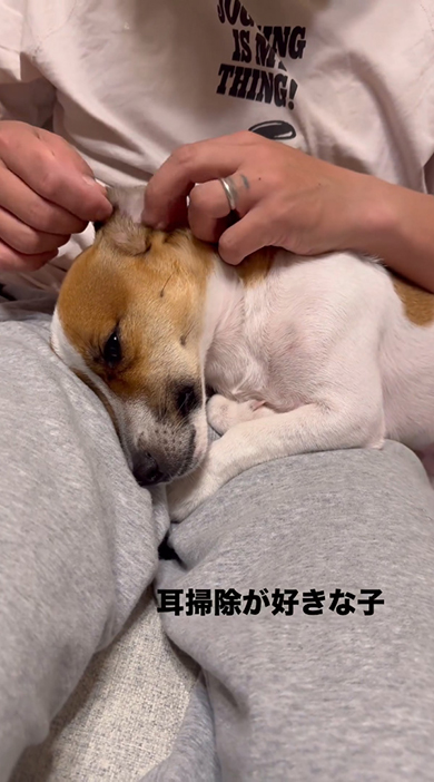 目を開けて耳かき中のワンコ