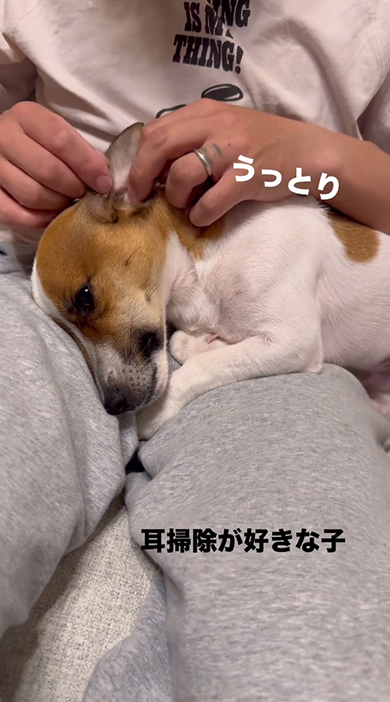 うっとり目を開けて耳かき中のワンコ