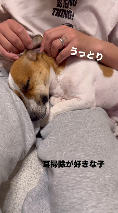 うっとり目をとじて耳かき中のワンコ