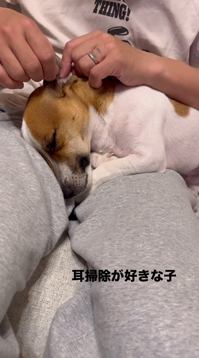 耳の奥の方を掃除中のワンコ