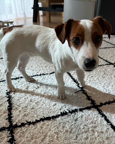 四角のカーペットとワンコ