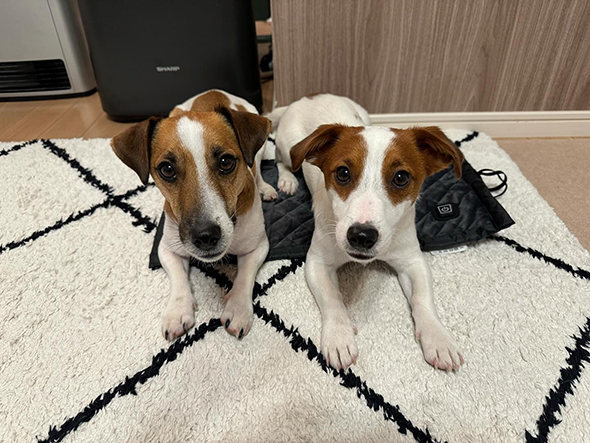 ホットカーペットに乗る2匹のワンコ