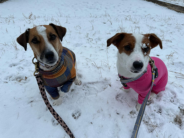 雪と2匹のワンコ