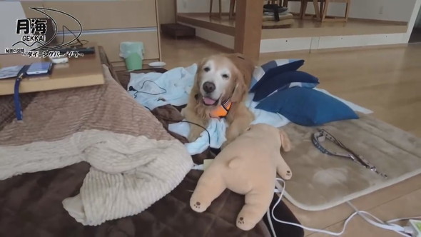 家でくつろぐゴールデンレトリバーのワンコ