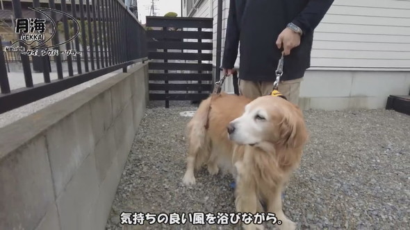 支えられながら立つゴールデンレトリバーのワンコ