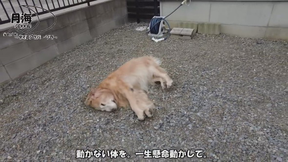 丸砂利の上で横になるゴールデンレトリバーのワンコ