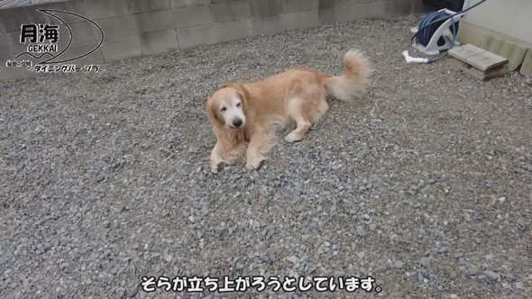 立ち上がろうとするゴールデンレトリバーのワンコ