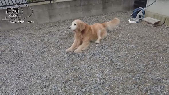 立ち上がろうとするゴールデンレトリバーのワンコ