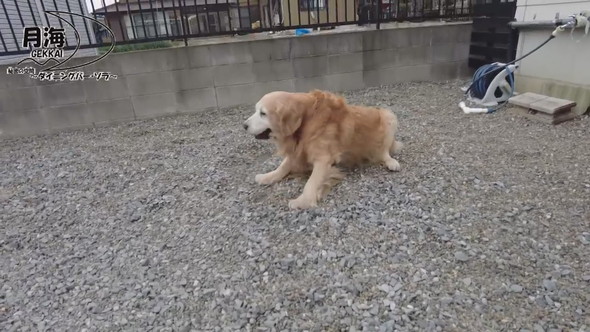 立ち上がろうとするゴールデンレトリバーのワンコ