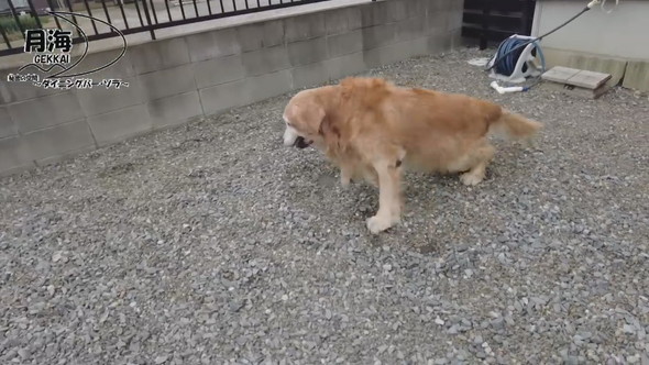 立ち上がろうとするゴールデンレトリバーのワンコ