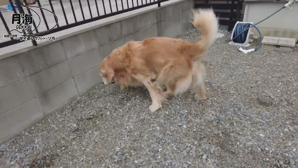 立ち上がろうとするゴールデンレトリバーのワンコ