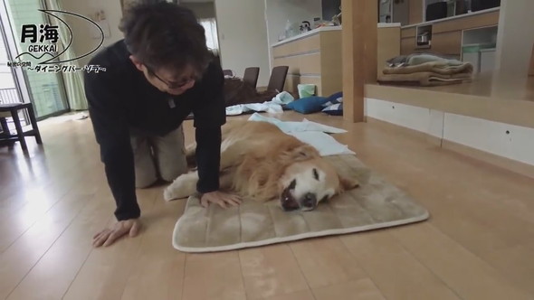 パパとママに褒められているゴールデンレトリバーのワンコ