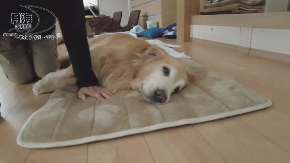 うれしそうな顔で横になるゴールデンレトリバーのワンコ