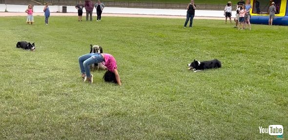 アヒルを誘導するワンコ