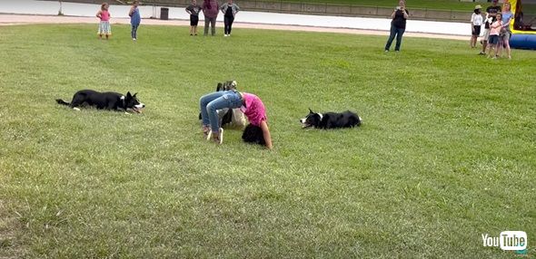 アヒルを誘導するワンコ