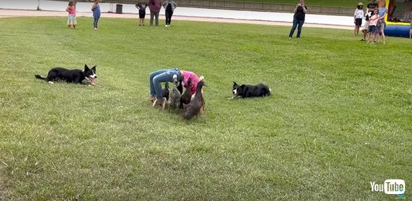 アヒルを誘導するワンコ