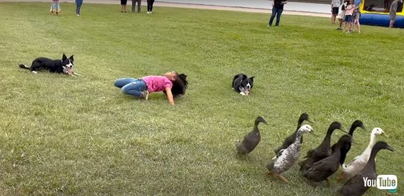 アヒルを誘導するワンコ