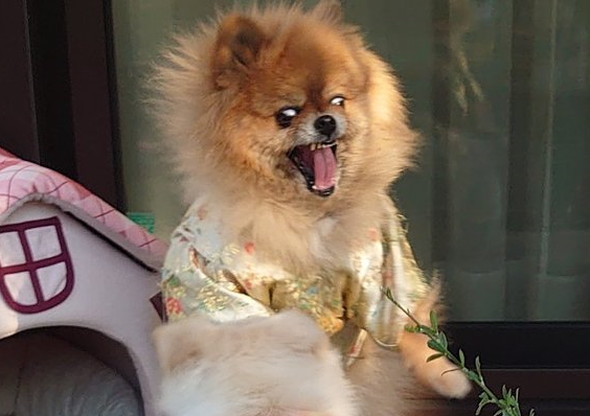 ガーベラとワンコ