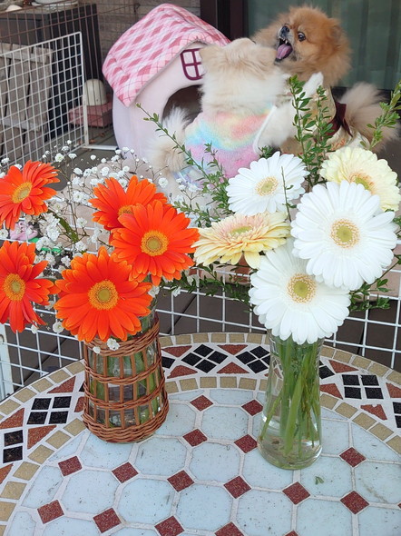 ガーベラとワンコ