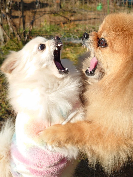 じゃれ合うワンコ