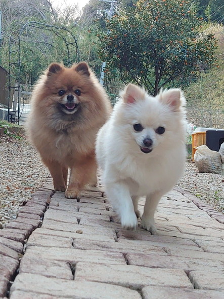 ニコニコワンコ