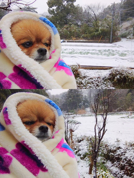 雪とワンコ