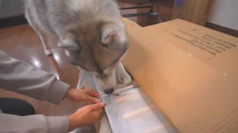 犬 シベリアンハスキー もんちゃん 赤ちゃん