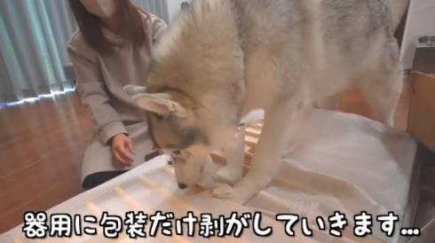 犬 シベリアンハスキー もんちゃん 赤ちゃん