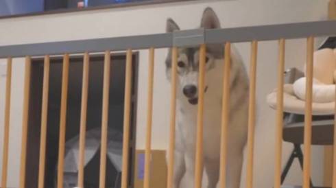 犬 シベリアンハスキー もんちゃん 赤ちゃん