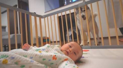 犬 シベリアンハスキー もんちゃん 赤ちゃん