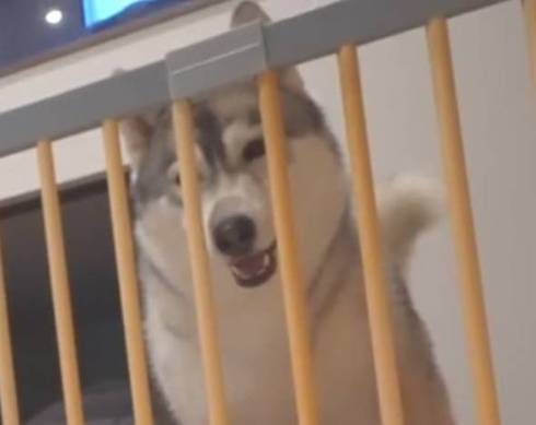 犬 シベリアンハスキー もんちゃん 赤ちゃん