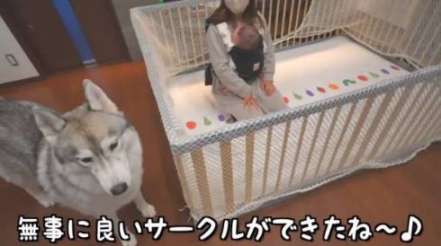 犬 シベリアンハスキー もんちゃん 赤ちゃん