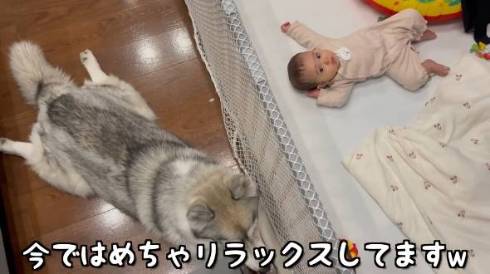 犬 シベリアンハスキー もんちゃん 赤ちゃん