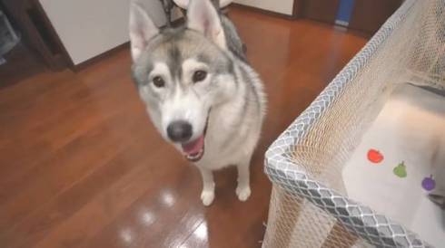 犬 シベリアンハスキー もんちゃん 赤ちゃん