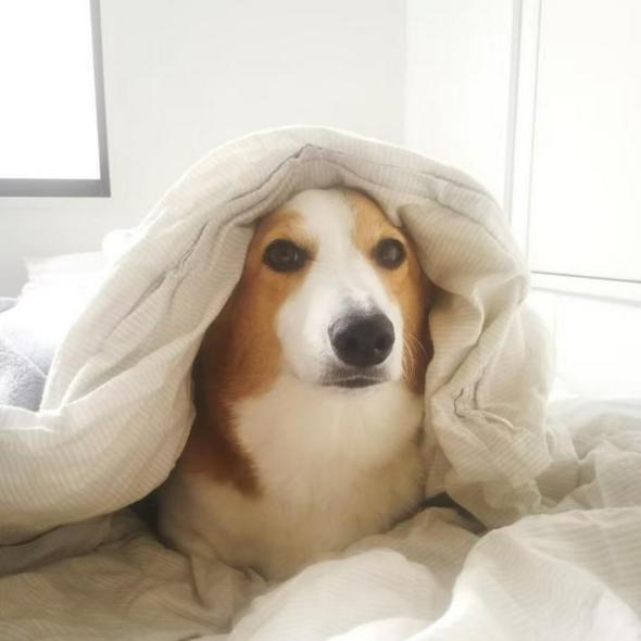 犬が布団にもぐり込む気持ちと理由