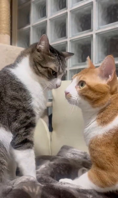 座っている猫