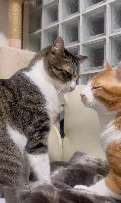 目を閉じた猫
