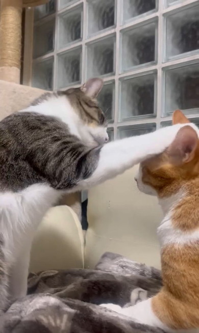 猫に手をのせた猫