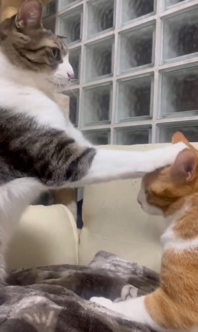 猫に手をのせる猫